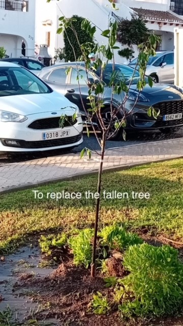 new_tree_planted_to_replace_damaged_tree.jpg